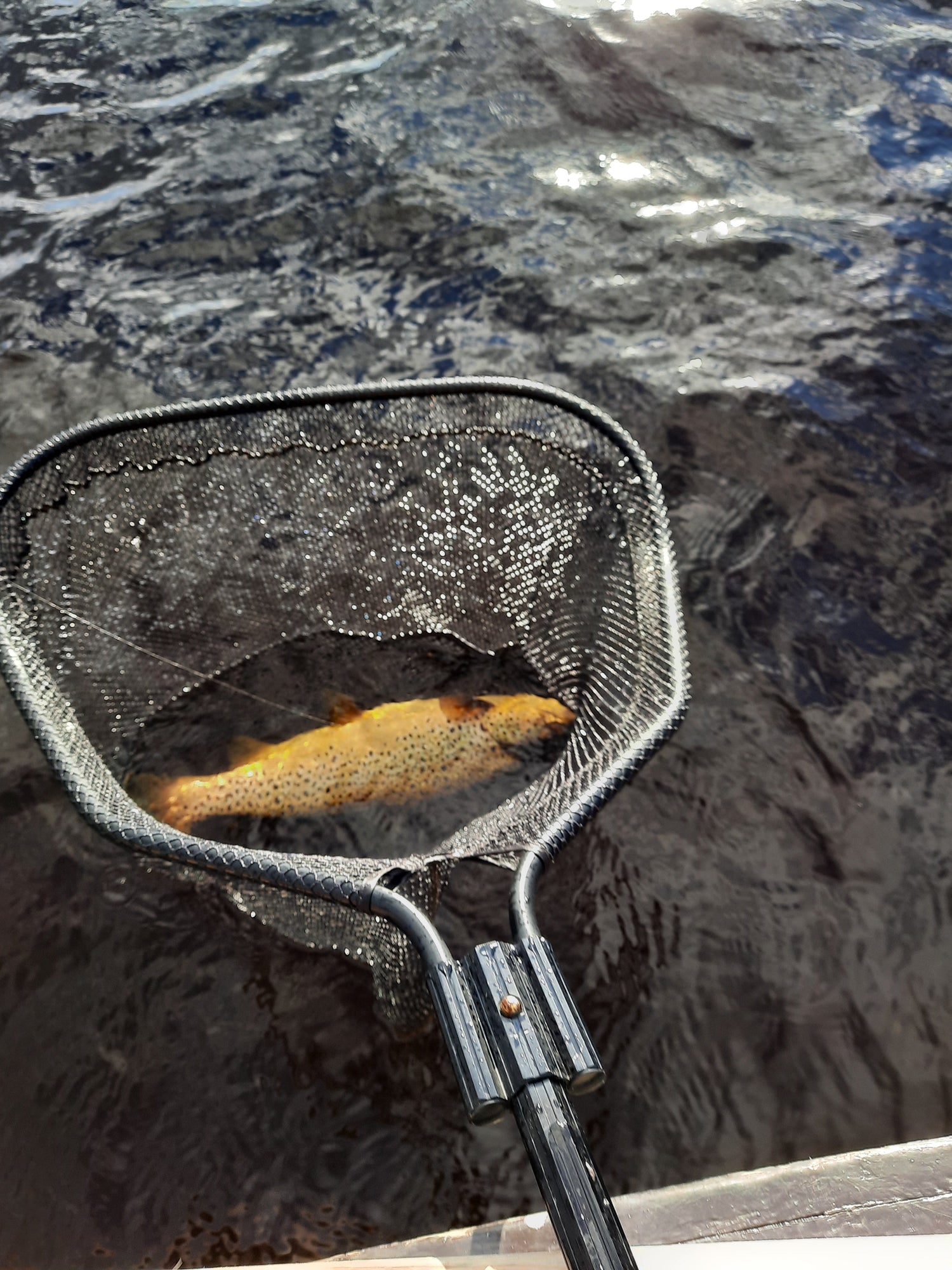 Mayfly time on the lakes of the West